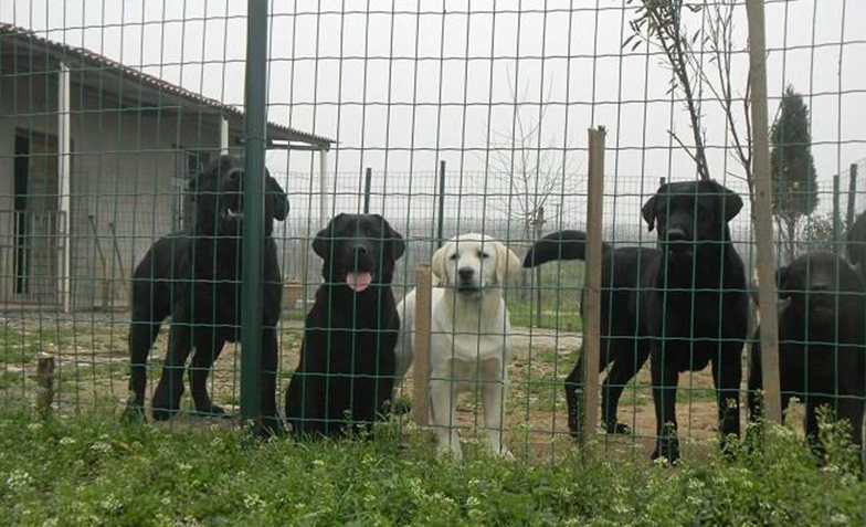 綠色防護(hù)網(wǎng)