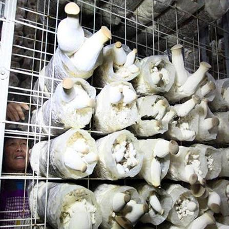 出菇房網(wǎng)架