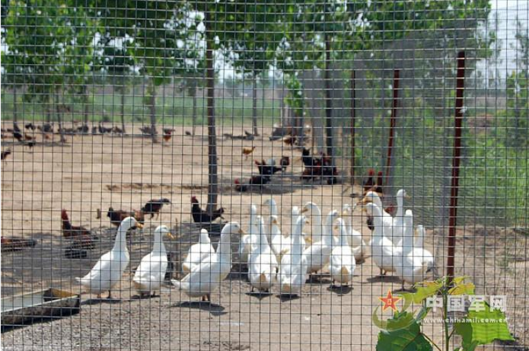 綠色防護(hù)網(wǎng)